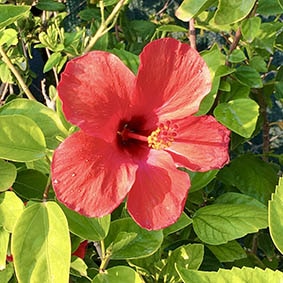 hibiscus-photo